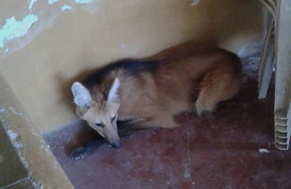 Un Aguará Guazú en peligro de extinción apareció dentro de una vivienda
