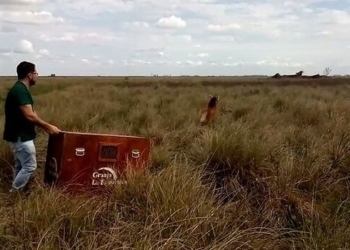 Liberaron en su hábitat natural a Aguará Guazú hallada en Gálvez