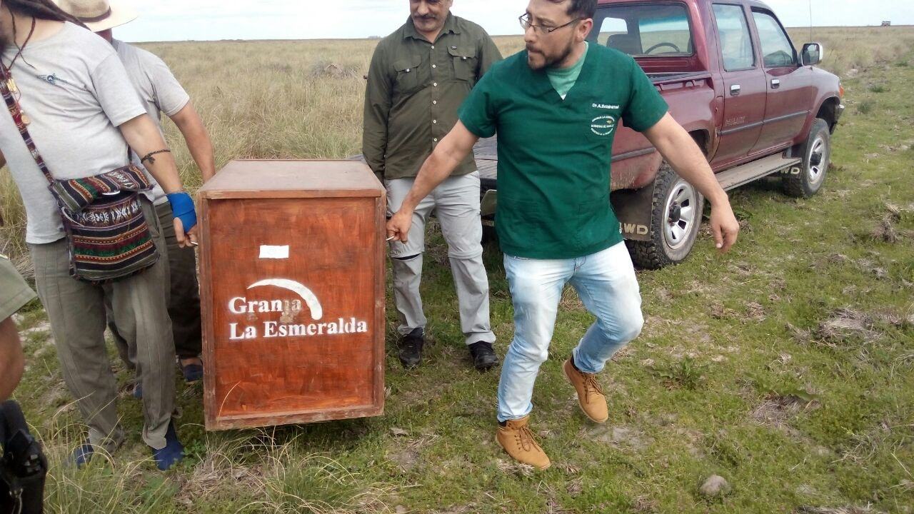 Liberaron en su hábitat natural a Aguará Guazú hallada en Gálvez