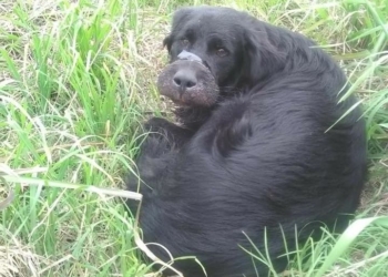 Maltrato animal en Maciel: un perro fue hallado con su hocico atado