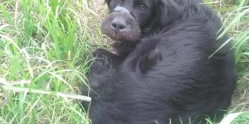 Maltrato animal en Maciel: un perro fue hallado con su hocico atado