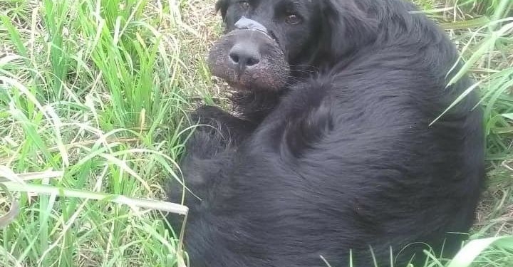 Maltrato animal en Maciel: un perro fue hallado con su hocico atado