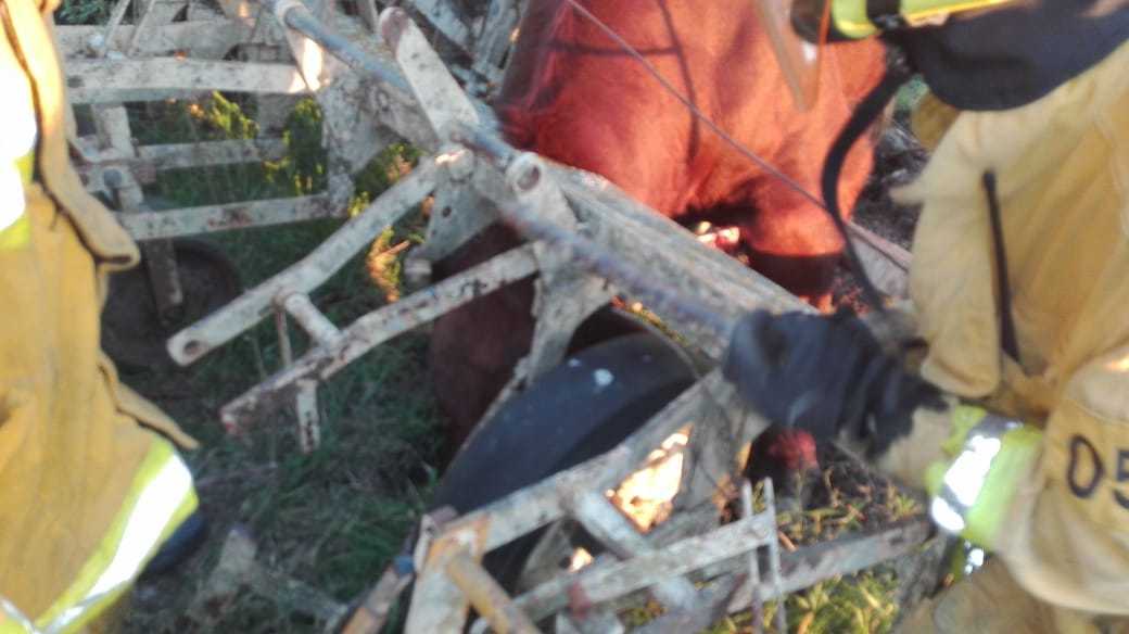 Bomberos de Barrancas rescataron a un toro atrapado en una máquina