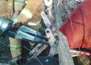 Bomberos de Barrancas rescataron a un toro atrapado en una máquina