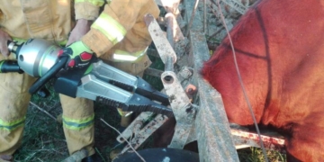 Bomberos de Barrancas rescataron a un toro atrapado en una máquina