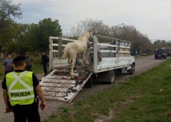 Caballos sueltos a la vera de la autopista fueron rescatados