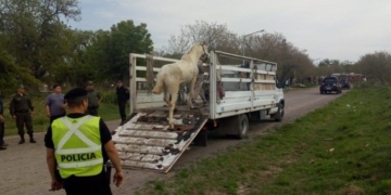 Caballos sueltos a la vera de la autopista fueron rescatados