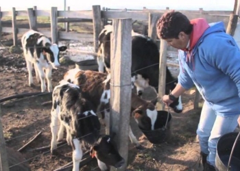 Buscan a una familia para trabajar en un tambo de la región