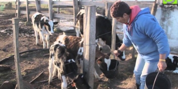 Buscan a una familia para trabajar en un tambo de la región