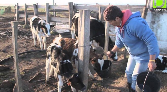 Buscan a una familia para trabajar en un tambo de la región