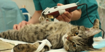 Realizarán una nueva castración masiva y gratuita en San Genaro