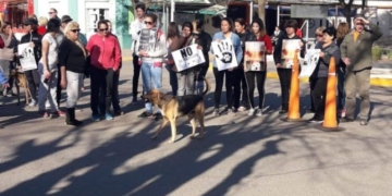 Denuncian nuevos casos de perros envenenados en Maciel