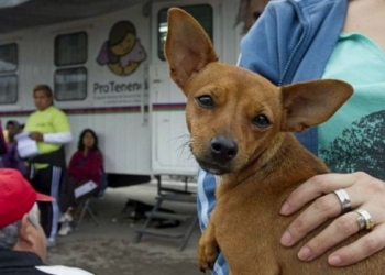 Modificaron la fecha para la próxima campaña de castración en Barrancas