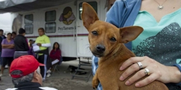 Modificaron la fecha para la próxima campaña de castración en Barrancas