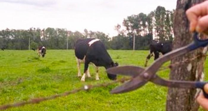 Detuvieron a un hombre tras un allanamiento por causa de abigeato