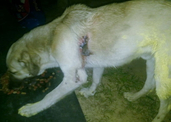 Timbúes: denunció a su vecino por disparar contra su perro e intentar envenenarlo