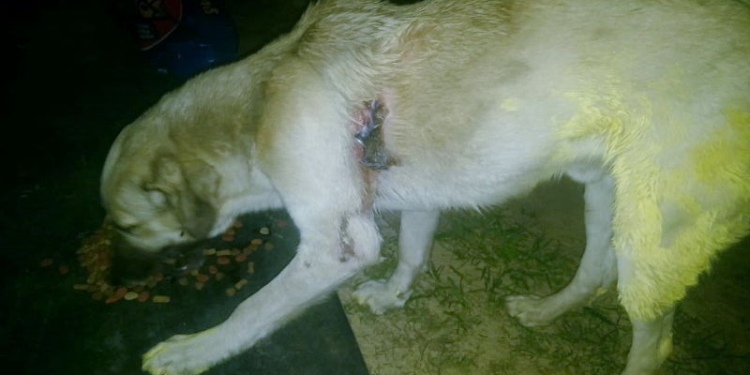 Timbúes: denunció a su vecino por disparar contra su perro e intentar envenenarlo