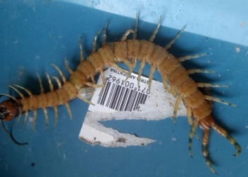 Maciel: hallaron un ciempiés venenoso en la habitación de una nena