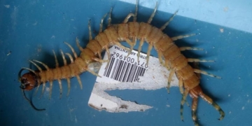 Maciel: hallaron un ciempiés venenoso en la habitación de una nena