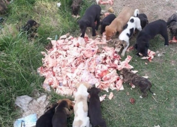 Cerca de veinte perritos en un basural: les buscan familia