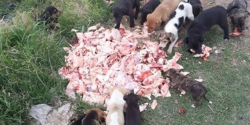 Cerca de veinte perritos en un basural: les buscan familia