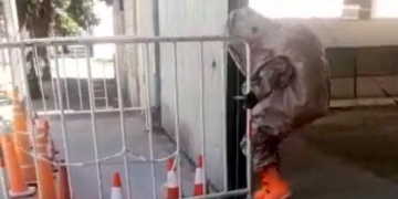 Maciel: investigan un extraño polvo arrojado frente a la Comuna