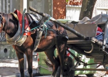 Una pareja fue detenida por una golpiza contra un caballo