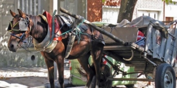 Una pareja fue detenida por una golpiza contra un caballo