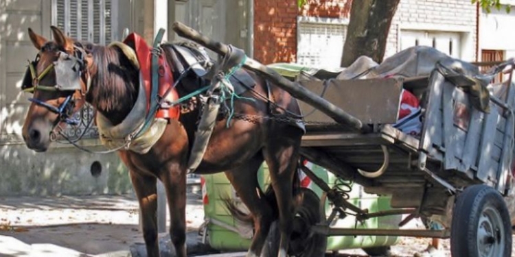 Una pareja fue detenida por una golpiza contra un caballo