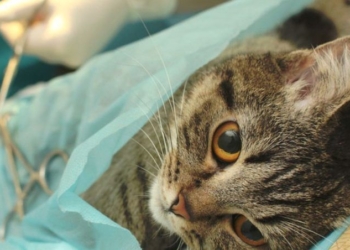 Barrancas sumará una nueva campaña de castración masiva