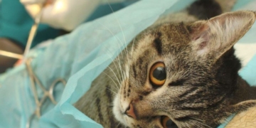 Barrancas sumará una nueva campaña de castración masiva