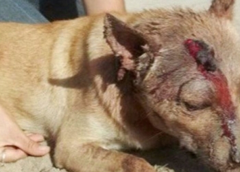 Dos perros fueron rescatados tras sufrir graves maltratos de su dueño