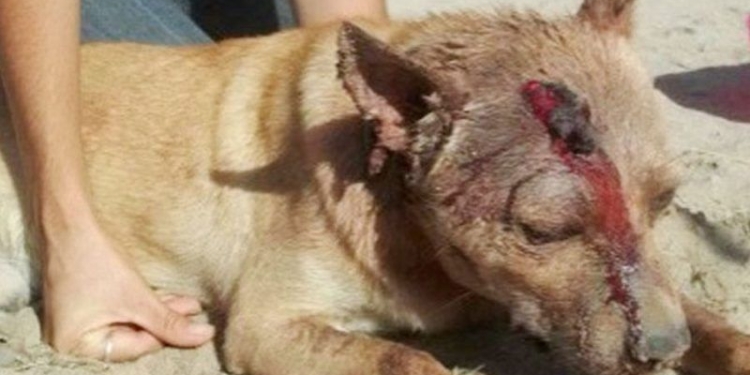 Dos perros fueron rescatados tras sufrir graves maltratos de su dueño