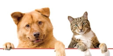 Castraciones masivas y gratuitas en la región para este sábado