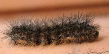 Salto Grande: advirtieron sobre un brote del insecto ‘gata peluda’