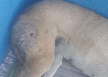 Maltrato animal en Díaz: balearon a una perra y buscan al autor