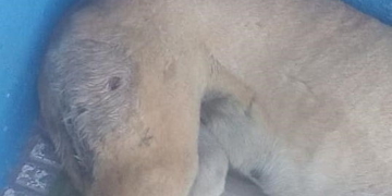 Maltrato animal en Díaz: balearon a una perra y buscan al autor