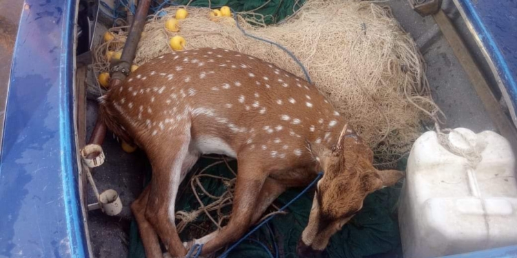 Rescataron a un ciervo a punto de ahogarse en Monje