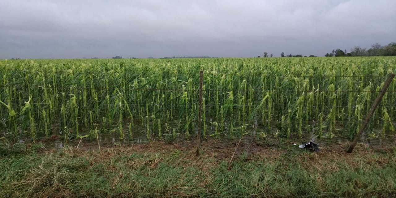 El granizo destruyó cultivos en campos de la región