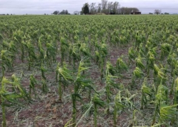 El granizo destruyó cultivos en campos de la región