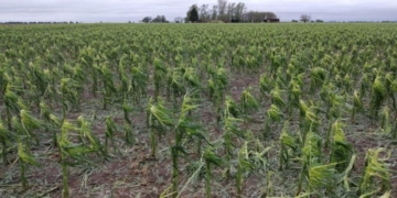 El granizo destruyó cultivos en campos de la región