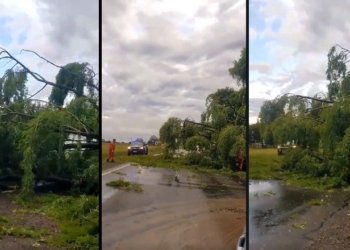En medio del temporal un árbol cayó y bloqueó la Ruta 34