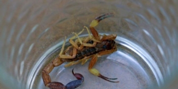 Alerta alacrán: un niño de Serodino fue picado en su boca