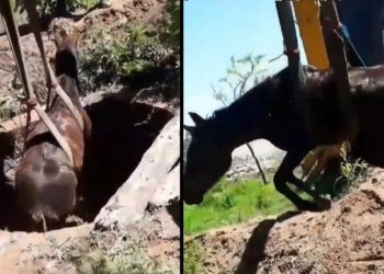 Rescataron un caballo que había caído a un pozo ciego