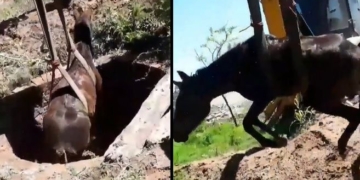 Rescataron un caballo que había caído a un pozo ciego