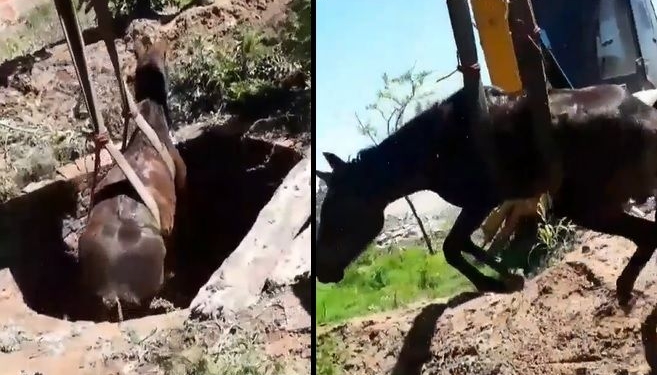 Rescataron un caballo que había caído a un pozo ciego
