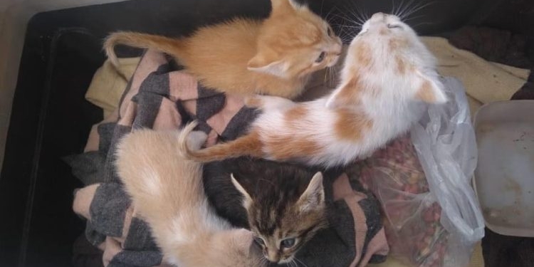 Desalmados: abandonaron gatitos recién nacidos en una cuneta