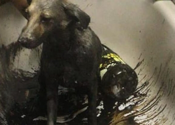 Un perro fue rescatado por Bomberos tras caer en una cava con brea