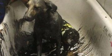 Un perro fue rescatado por Bomberos tras caer en una cava con brea