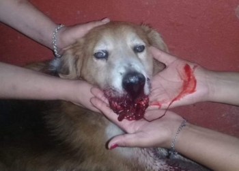 Terri, la primera víctima de la pirotecnia en la región